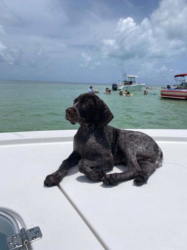 /images/uploads/southeast german shorthaired pointer rescue/segspcalendarcontest2021/entries/21889thumb.jpg